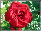 foto Rose